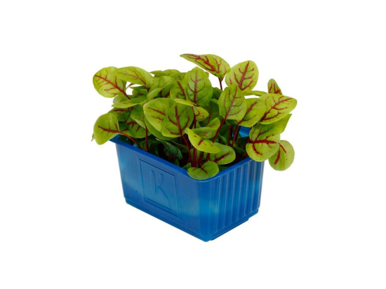Vene cress colis (x16 barquettes)