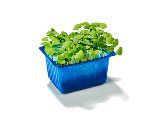 Borage cress (x16 barquettes)