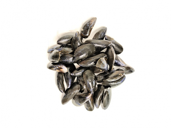 Moules de bouchots lavées 10Kg