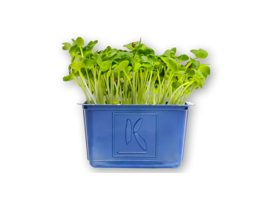Daikon cress colis (x16 barquettes)