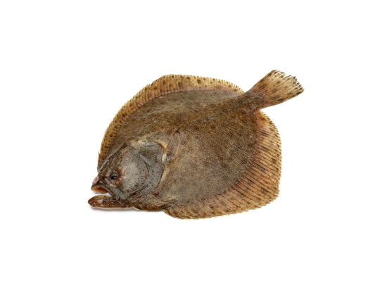 Turbot 3/4Kg élevage Espagne x10Kg