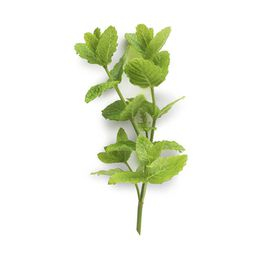 Menthe 100g Cat1 (à la botte)