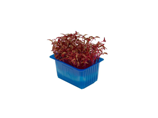Scarlet cress colis (x16 barquettes)