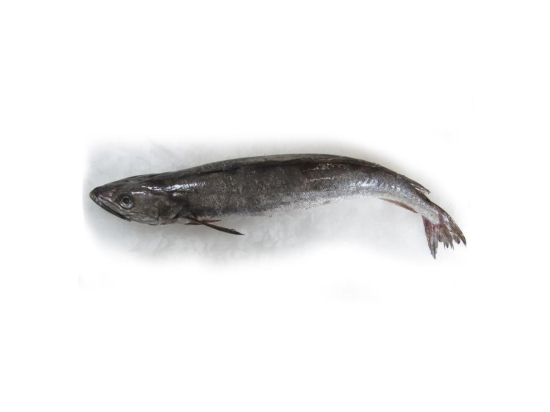 Merlu 2/3 Kg