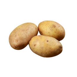 Pomme de terre Agria lavée calibre 55+ Cat1 10Kg