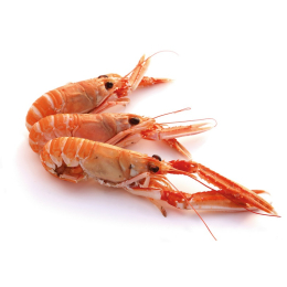 Langoustine 20/30 Ecosse x3Kg