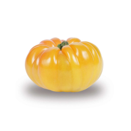 Tomate côtelée jaune type ananas