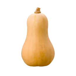Courge butternut Cal 12
