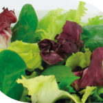 Salade saveur (Scarole, Frisée, Trevise, Epinard) - ROSÉE DES CHAMPS