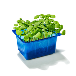 Borage cress (x16 barquettes)