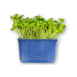Daikon cress colis (x16 barquettes)