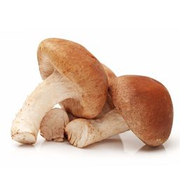 Champignon shiitake (Lentin de chêne) Cat1 (au colis de 2Kg)