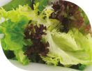 Salade Douceur (Batavia, Feuille de Chêne, Lollo Rossa, Frisée Demi-Fine)