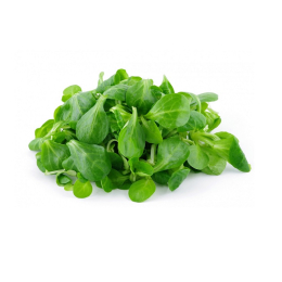 Salade - Mâche 4G HVE (250g x8) FR