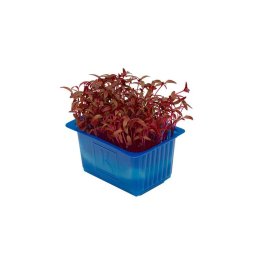 Scarlet cress colis (x16 barquettes)