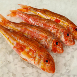 Rouget Barbet 200/300 G Ane - peche francaise
